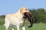 LABRADOR 472